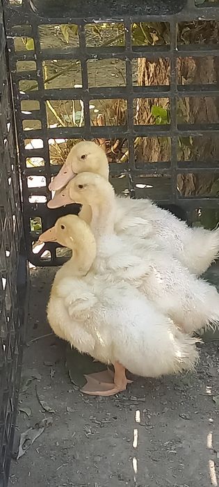 Утята продам срочно
