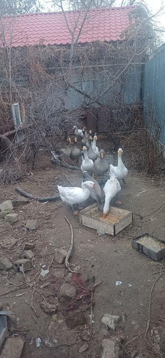 Продам домашние гуси