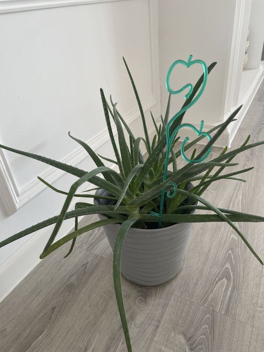 Алоэ комнатное растение