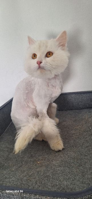 В добрые руки отдам