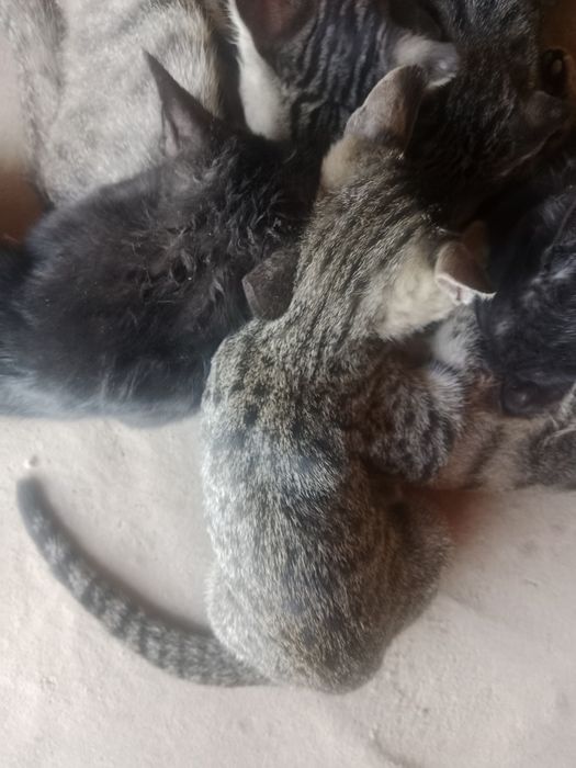 Продаём котят 5 месяцев им