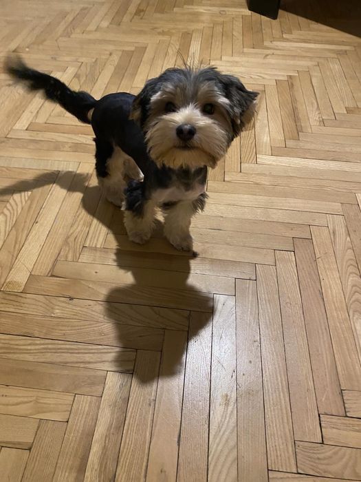 Търси любящо семейство