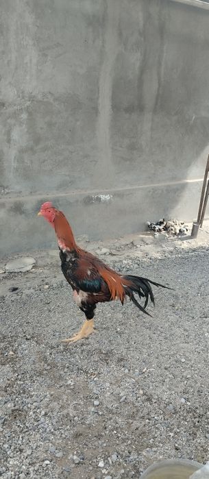 Корея Зот туллаги 2