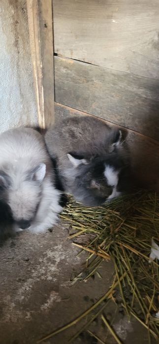 Iepuri cap de leu pitic