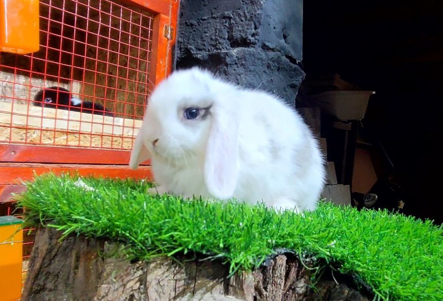 Karlik quyon va qafasini srochni sotilade