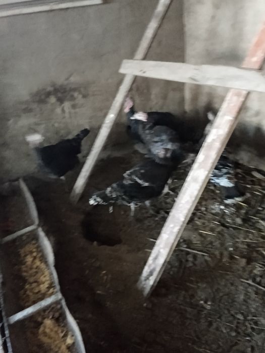 Куры петухи индюки