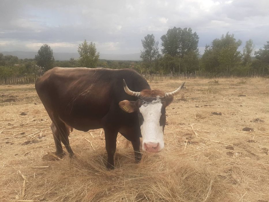 Vând animale,vacă brună&cal
