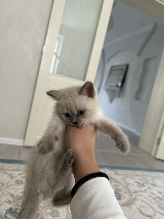 Отдас даром котенк