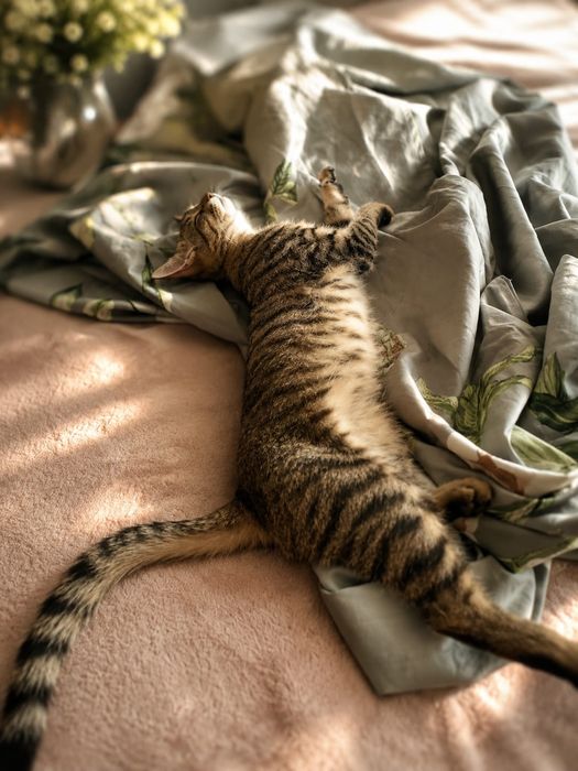 Без кота жизнь не та