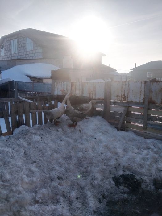 Продам гусеи порода линда