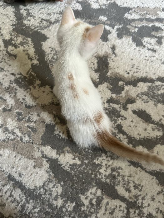 Котёнок(мальчик)ищет любящую семью