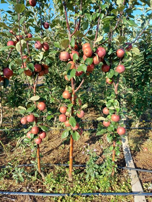 Pomi fructiferi pe rod