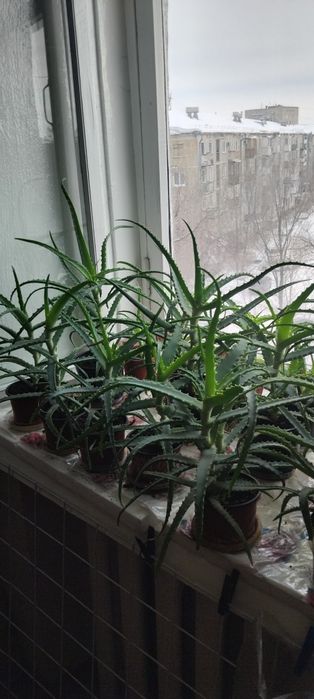Продам Алое лечебное 2000т - 3000т Район Бурова