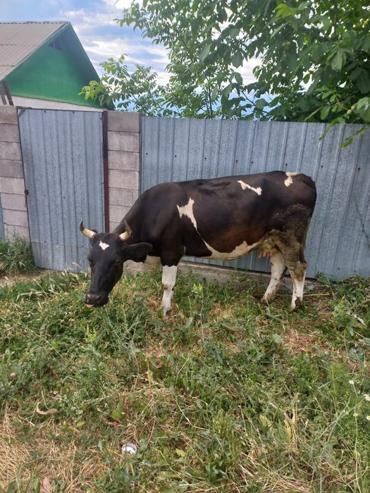 Продам коров порода голштейн