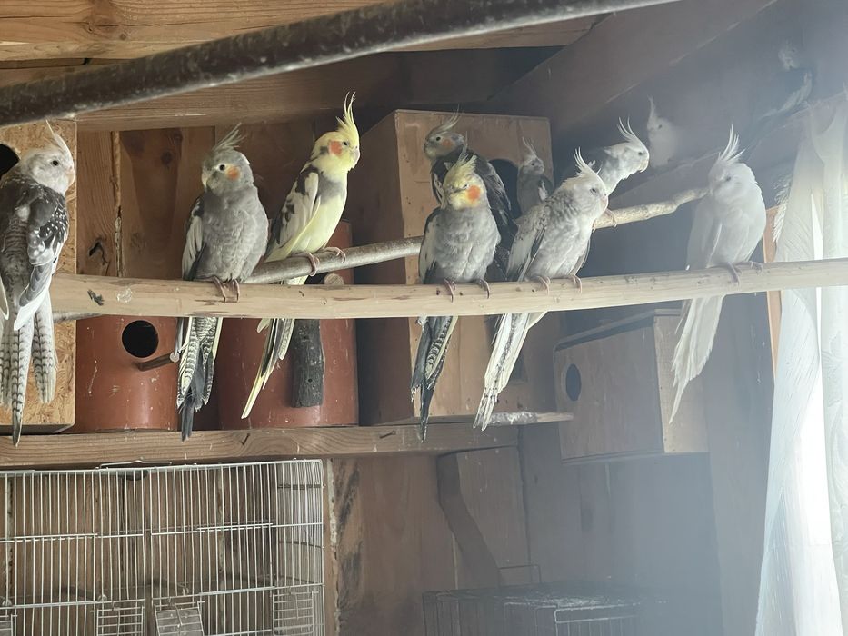 Canari perusi nimfe si agapornis
