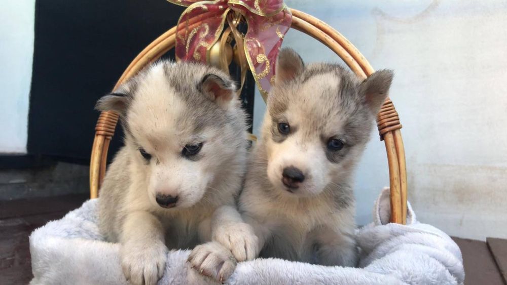 Продам щенков хаски. Родители с щенками.