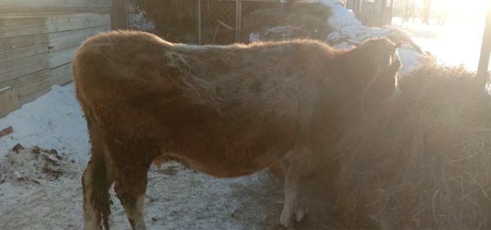 Сиыр сатылады.