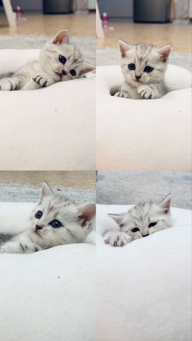 Котенок британский