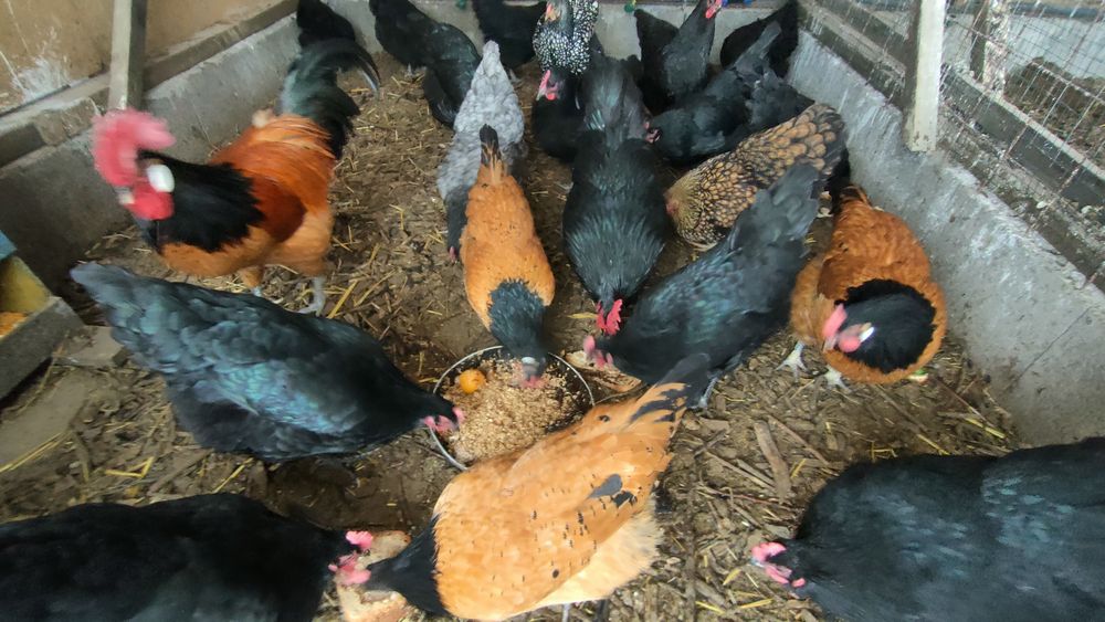 Familie vorwerk 4 găini/puicuțe+1 cocoș vand/schimb Wyandotte argintiu