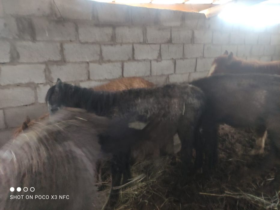 Лошади тай жабагы