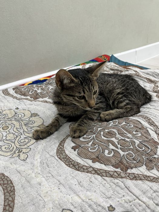 Отдам котенка табби в добрые руки