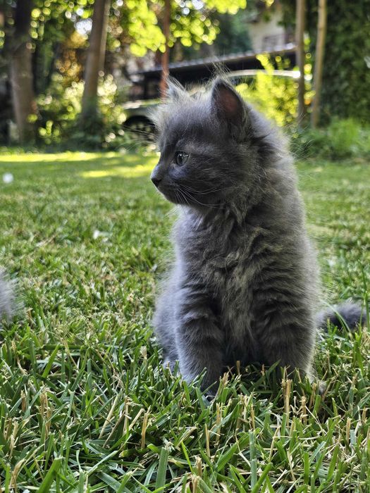 Pui de pisica Albastru de Rusia cu blana lunga Nebelung