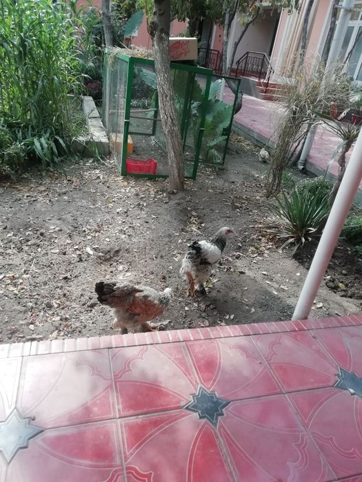 Brama makyonlar jujalar