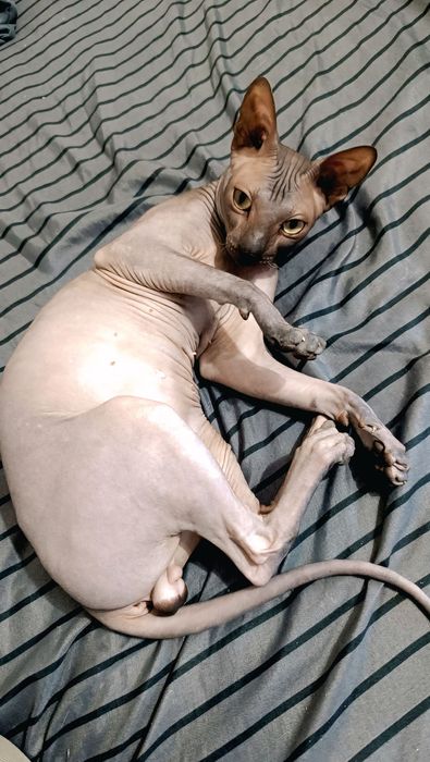 Канадский сфинкс ищет невесту