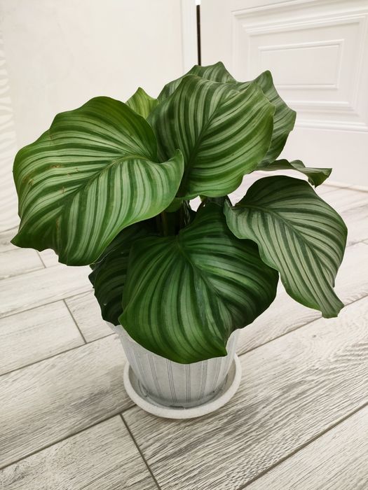 Домашние цветы, доставка