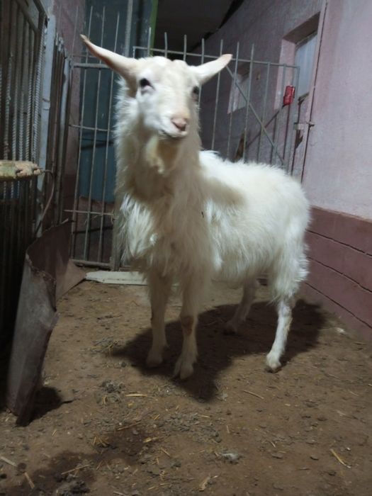 Продается. Козел( така)