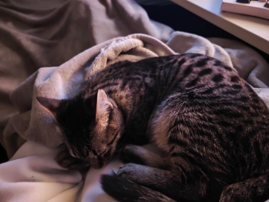 Подарявам мъжко коте