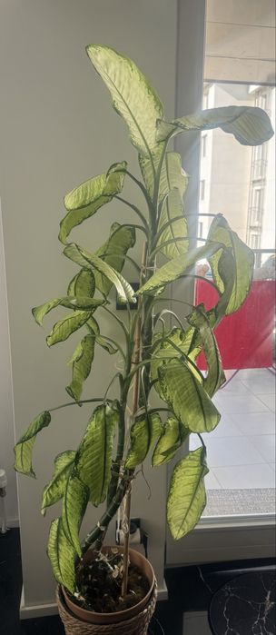 Цветя различни видове -4€-30€