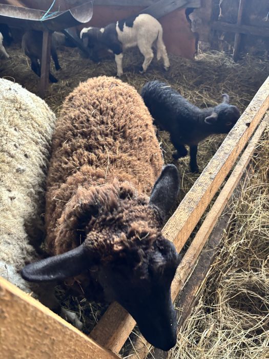 Vând 3 oi de un an cu miei lângă ele