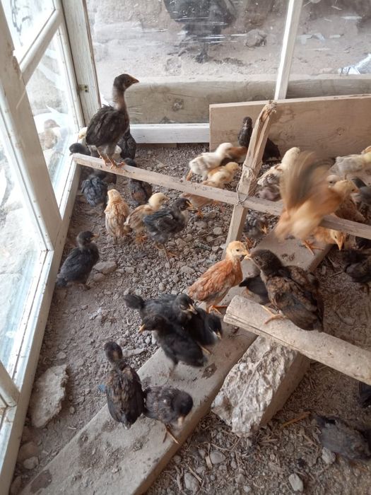 Barcha dumbalar ayollardir