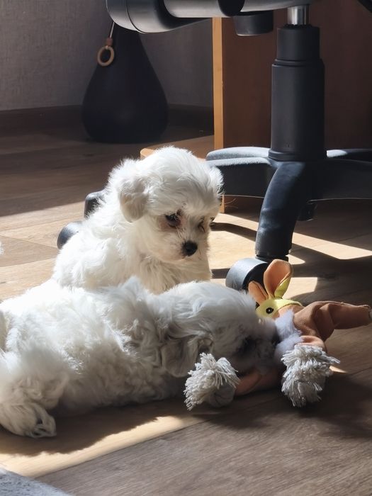 Малтийска болонка