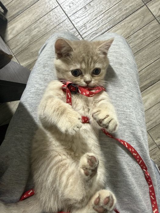 Шотландский Скотиш страйт