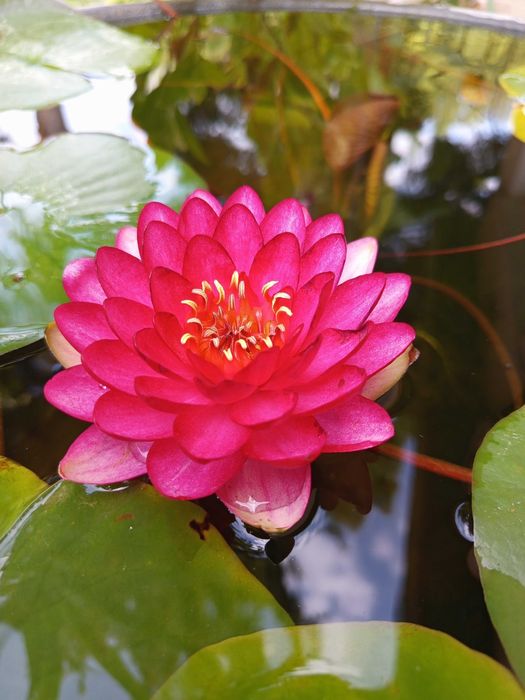 Сортови Водни лилии и тор за тях