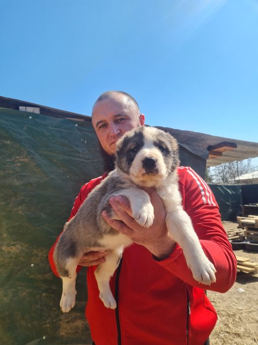 Щенки САО (Алабай)