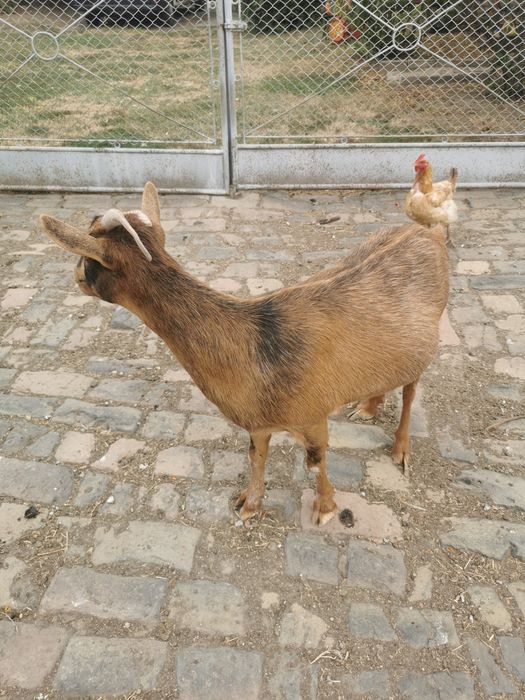Capră de vânzare