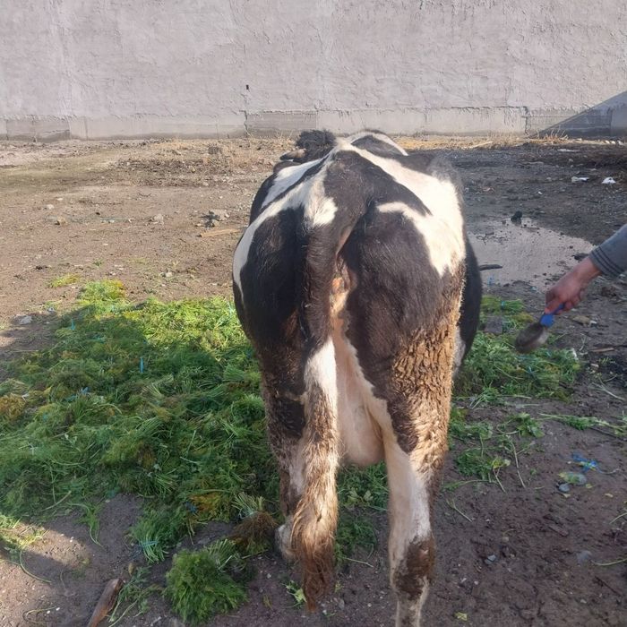 Sigir sotiladi  sogʻlom