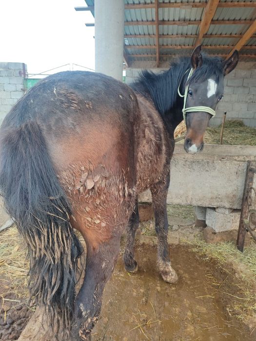 Еки жасар сатылады