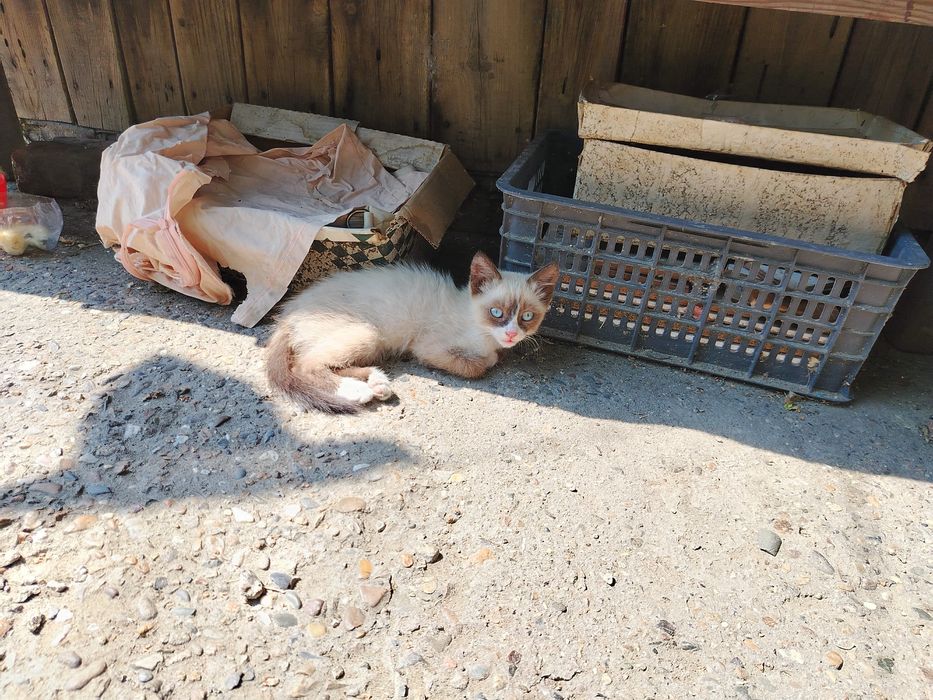 Котенок двухмесячный