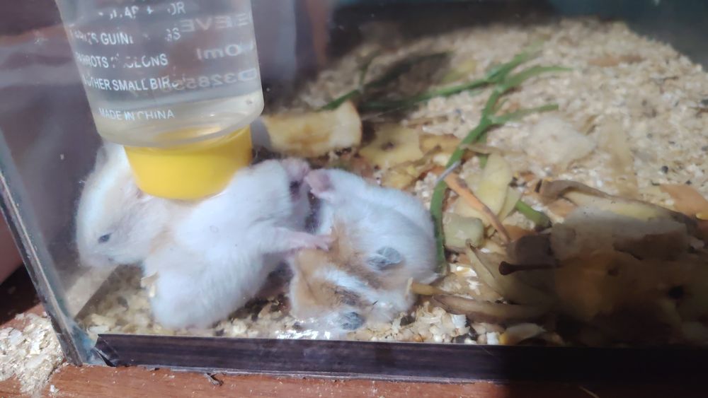 Сирийские хомяки