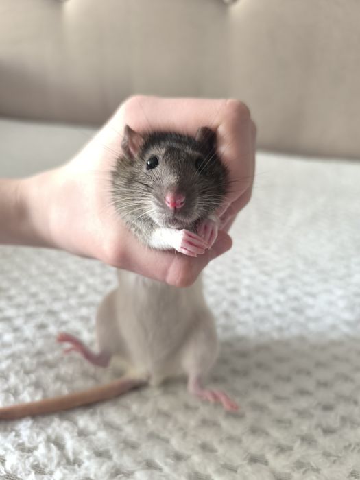 Продам крыс. Чистые ухоженные.