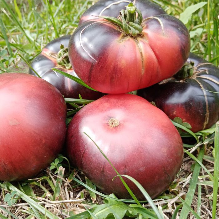 Vand Rasaduri de legume soiuri deosebite