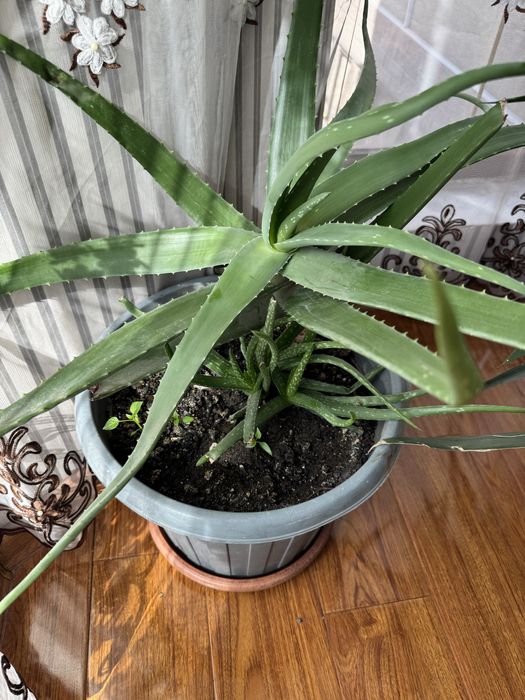 Продам цветы Алоэ