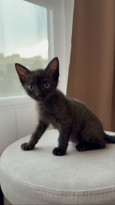СРОЧНО котенок ищет семью
