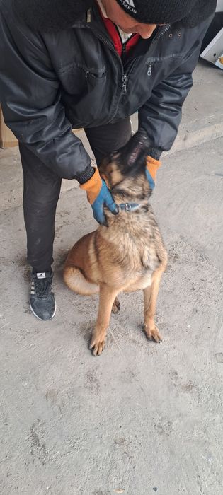 Овчарка бельгийский