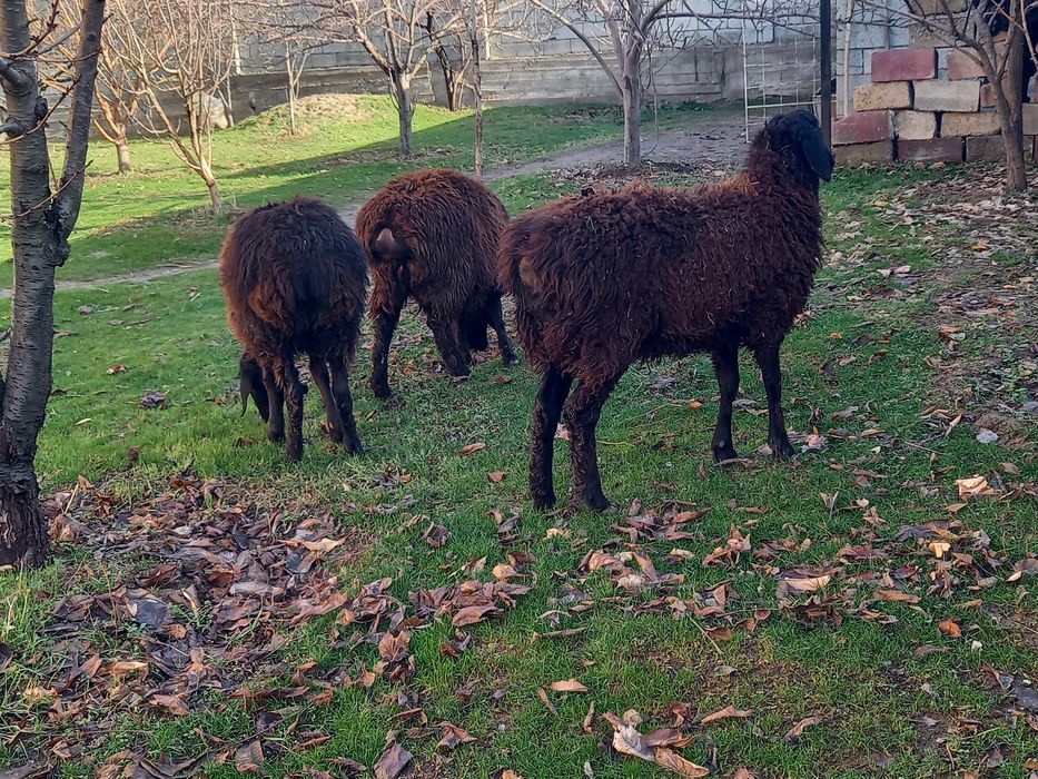 Қой, тоқтылар сатылады