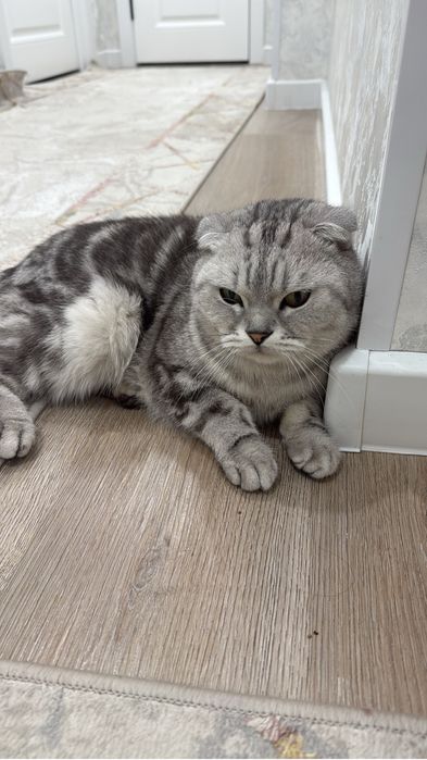 Продам кота! Привит, стерилизован, обучен,